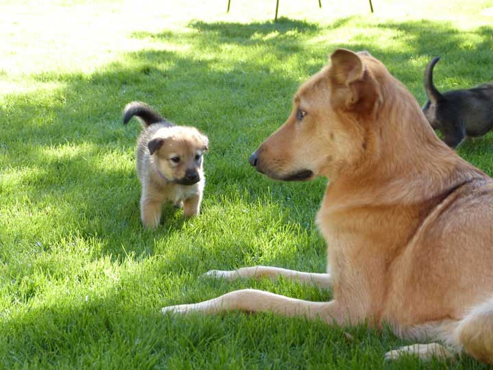 chinook dog